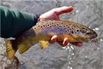PESCA