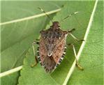 CIMICE ASIATICA
